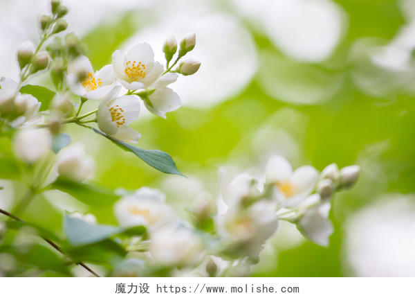 绿色背景下美丽精致的白花图片